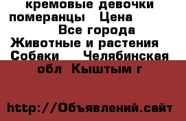 кремовые девочки померанцы › Цена ­ 30 000 - Все города Животные и растения » Собаки   . Челябинская обл.,Кыштым г.